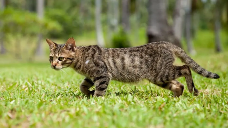 New Zealand Ends Controversial Feral Cat-Killing Contest for Kids Amid Backlash 2