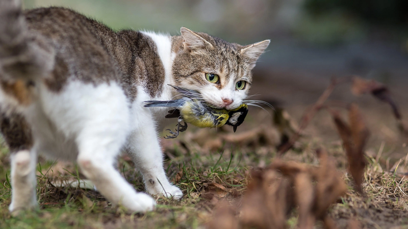 New Zealand Ends Controversial Feral Cat-Killing Contest for Kids Amid Backlash 1