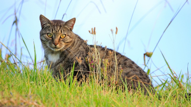 New Zealand Ends Controversial Feral Cat-Killing Contest for Kids Amid Backlash 3